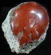Pennsylvanian Aged Red Agatized Horn Coral - Utah #26395-1